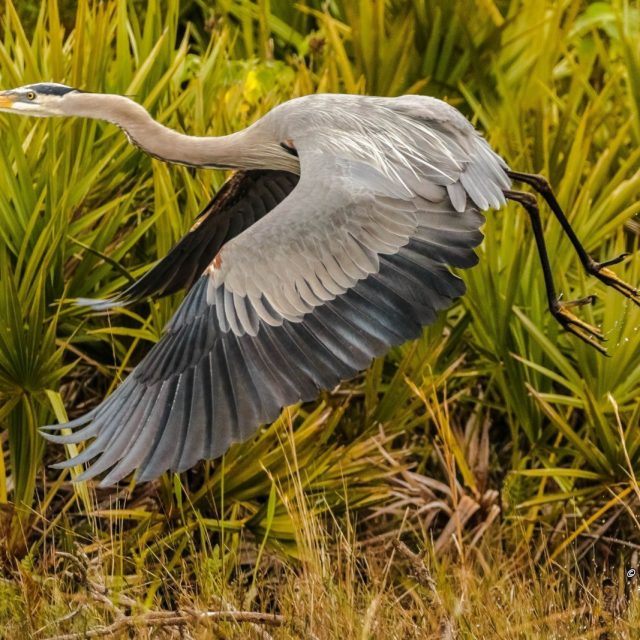 "Florida Wildlife"