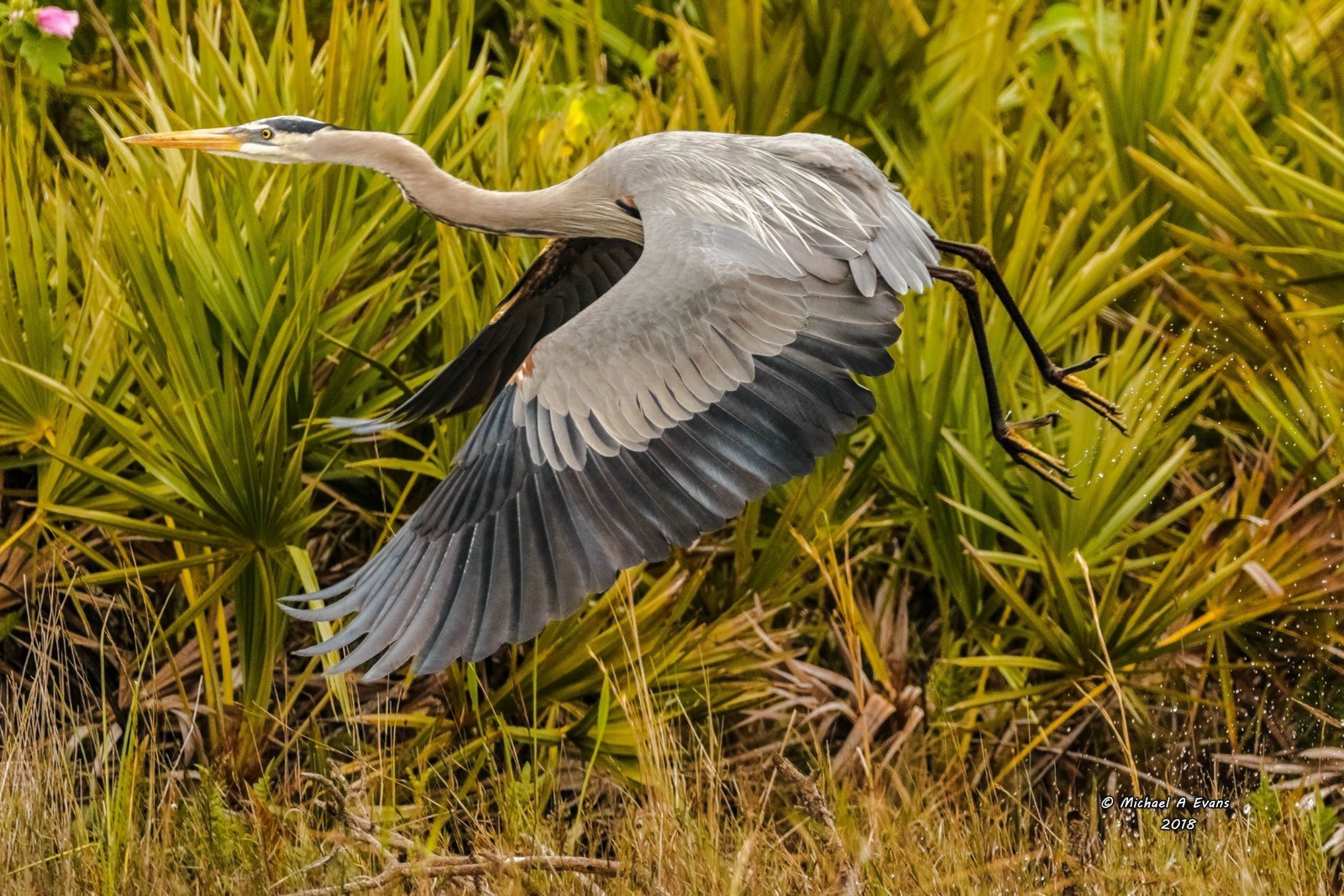 "Florida Wildlife"