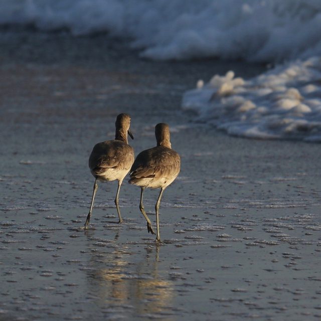 BEACH WALK