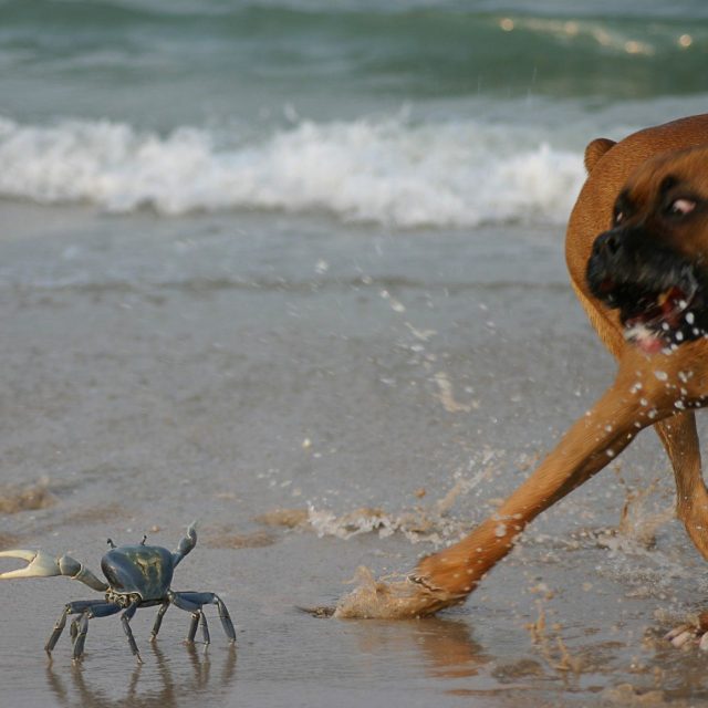 Beach Brawl
