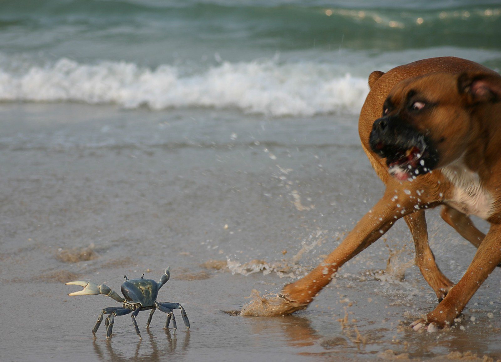 Beach Brawl
