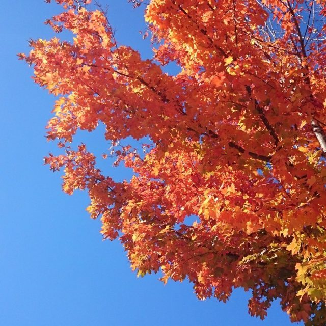 Fall In Love