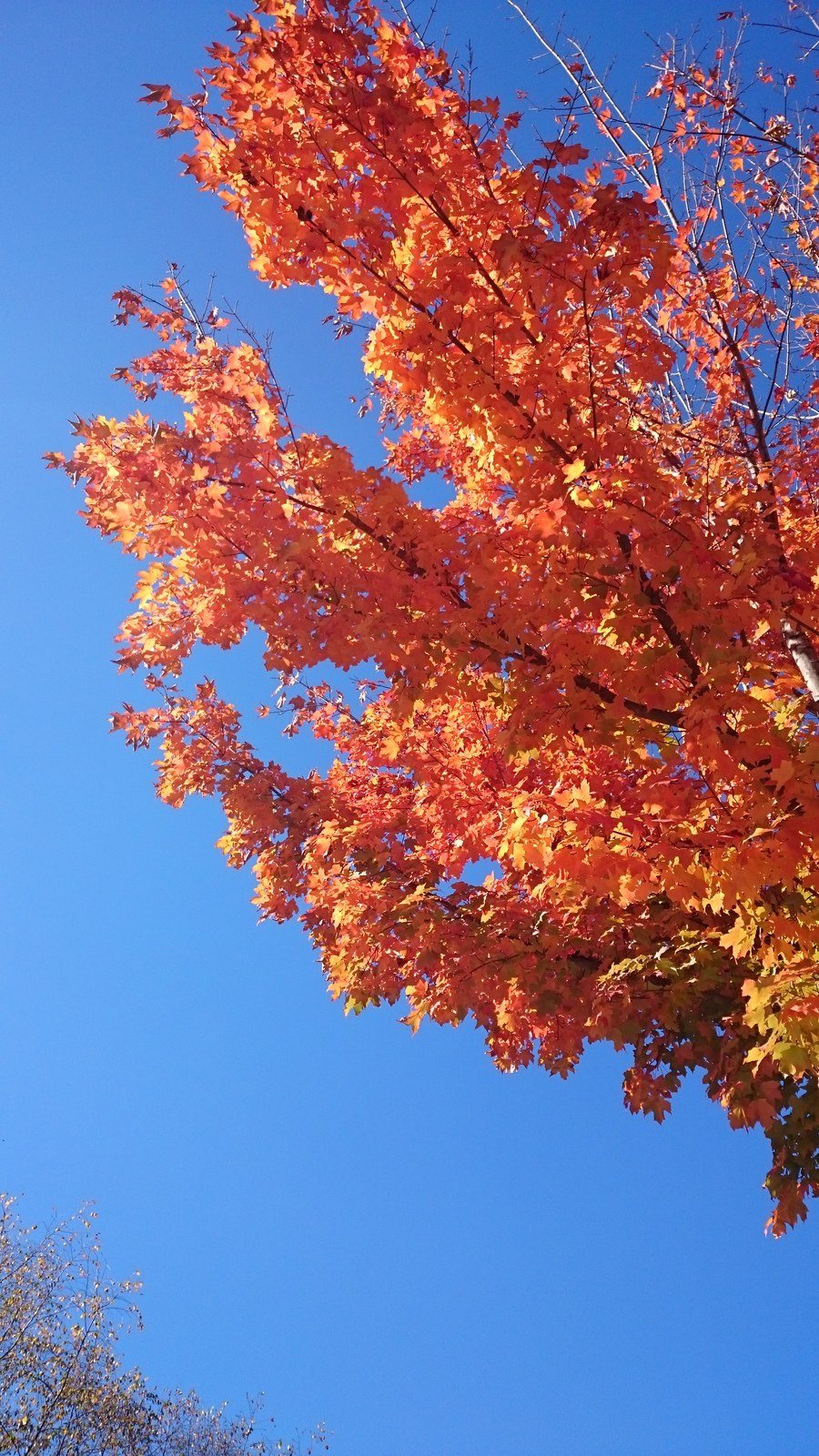 Fall In Love