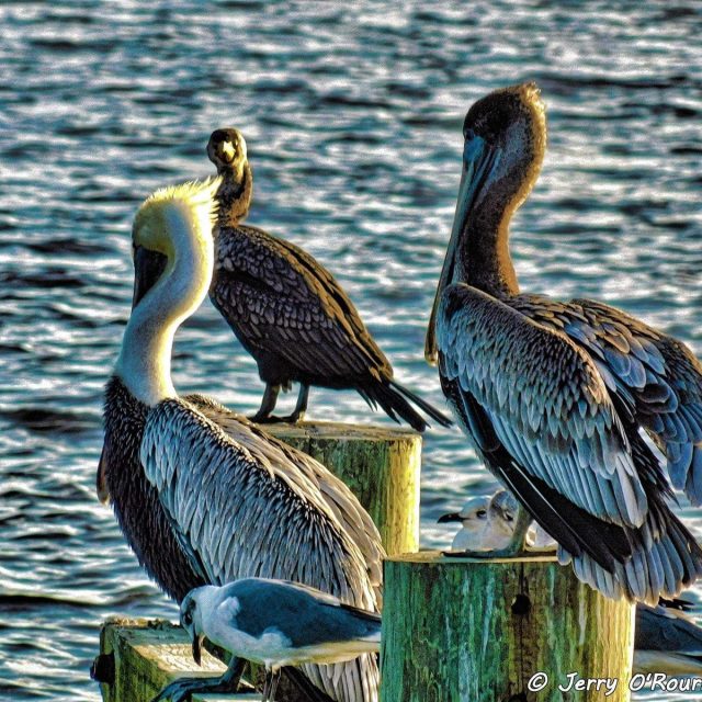 Royal Palm Pointe Park,Vero Beach