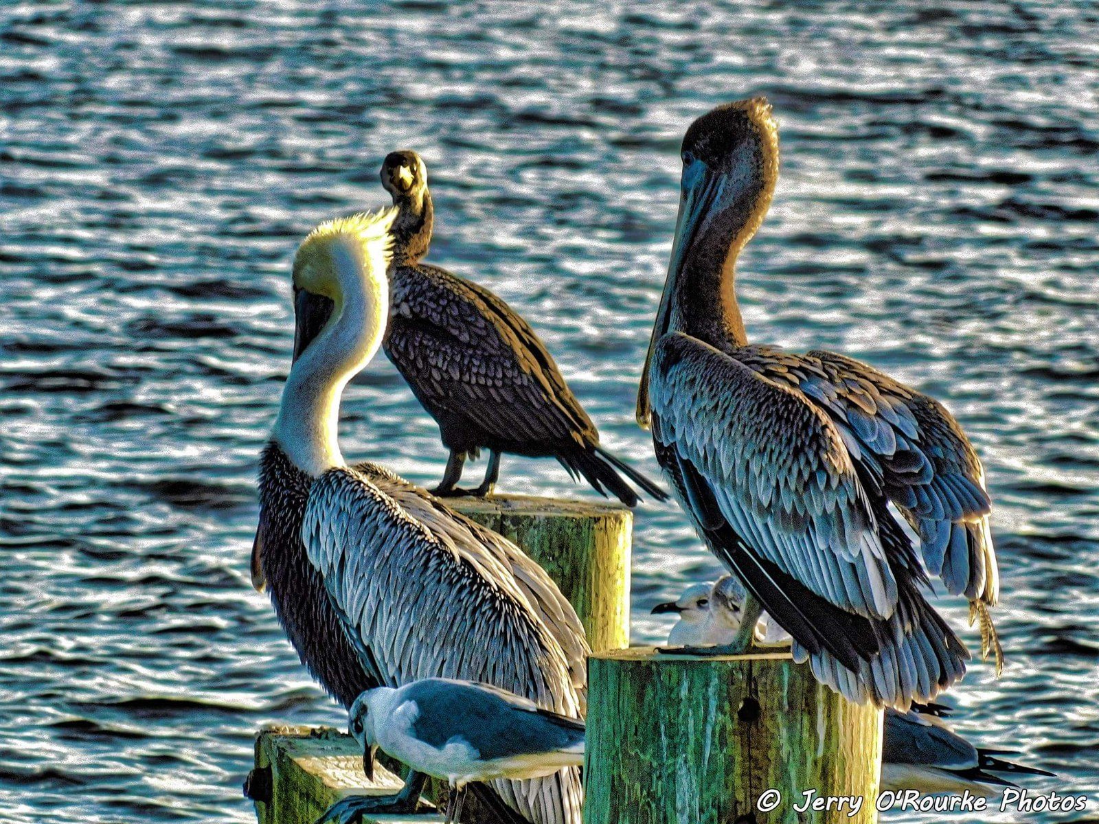 Royal Palm Pointe Park,Vero Beach