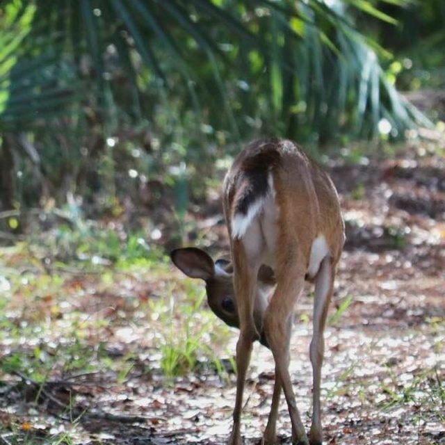 Oh My Deer