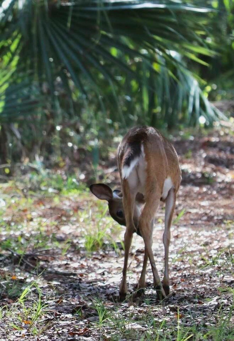 Oh My Deer