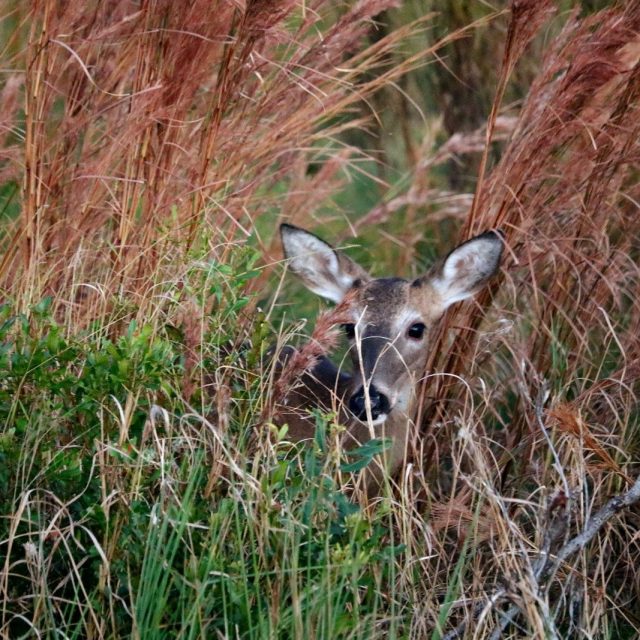 Florida Deer