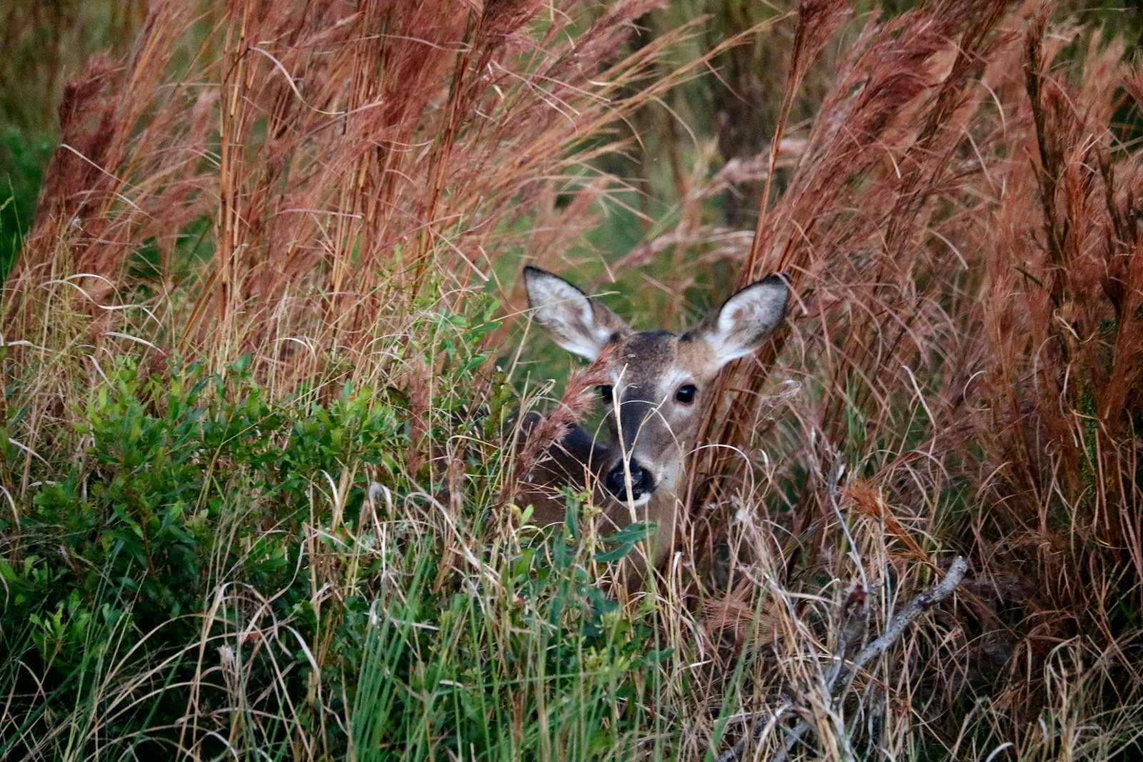 Florida Deer