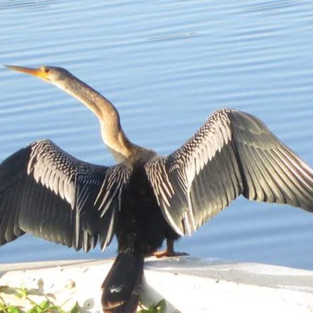 Freebird