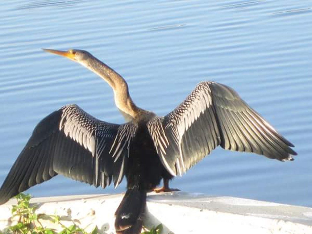 Freebird