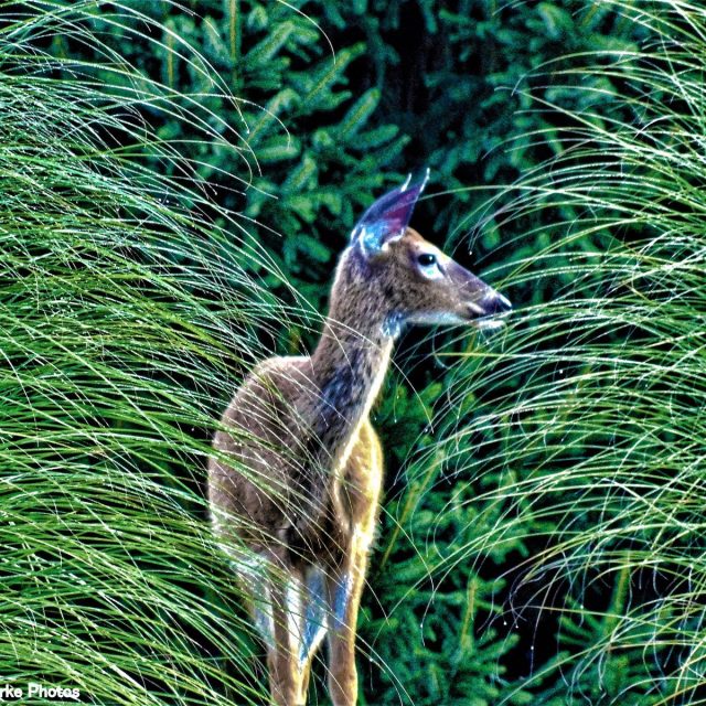 Morning Deer Crossing