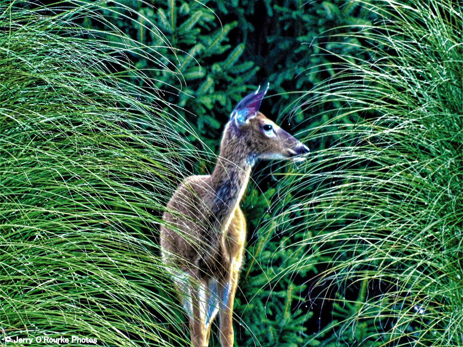 Morning Deer Crossing