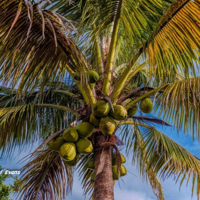 "Coconut Tuesday"