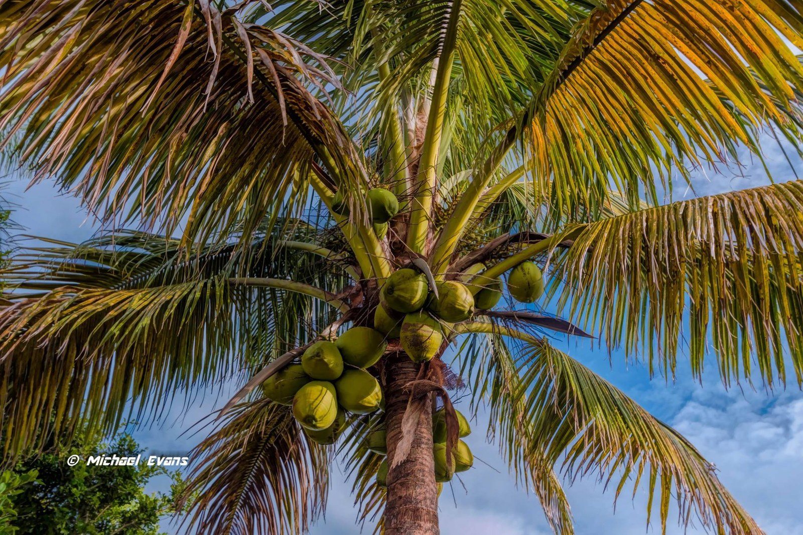 "Coconut Tuesday"