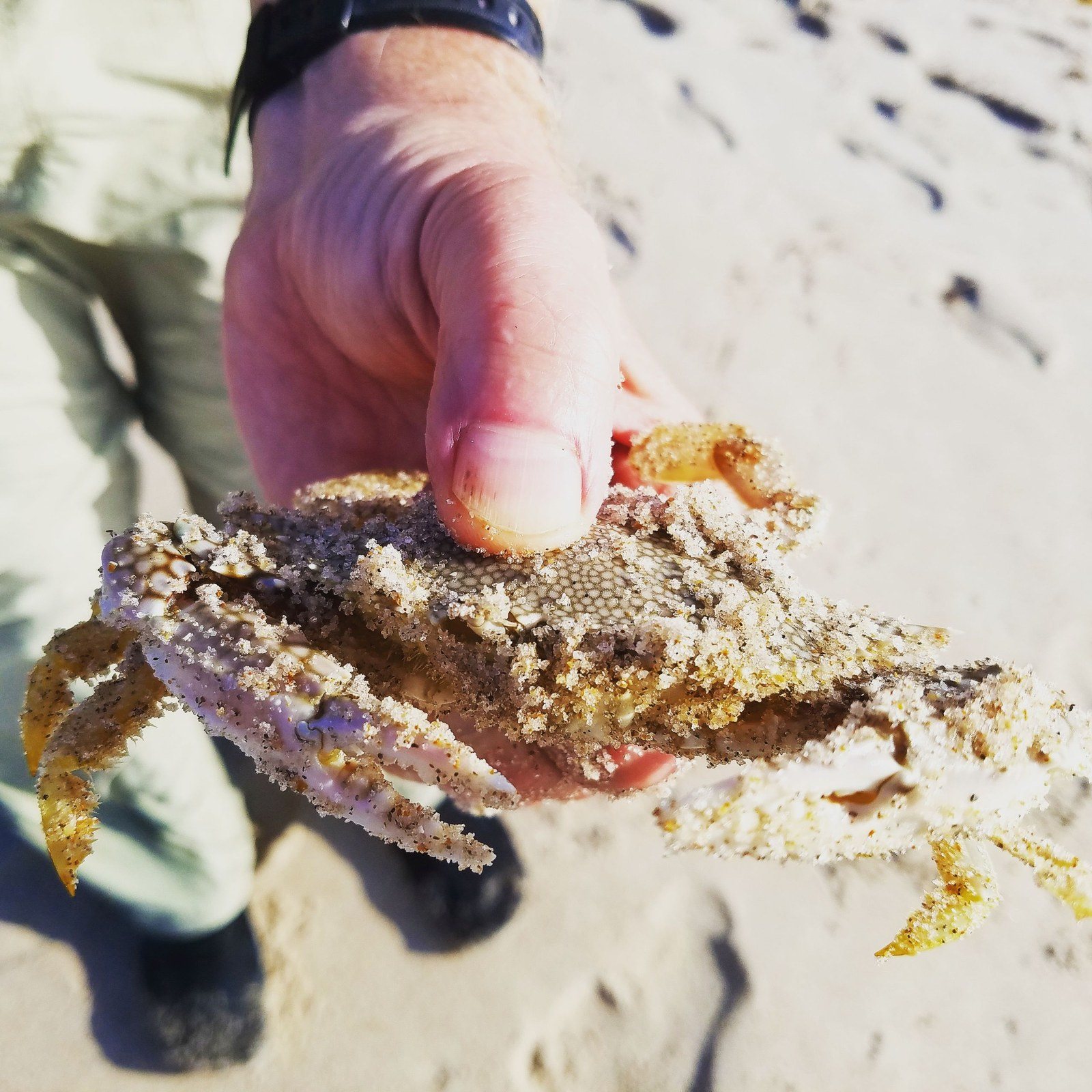 Catch'n Crabs