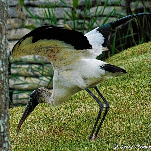 A Morning Visitor In Vero Beach