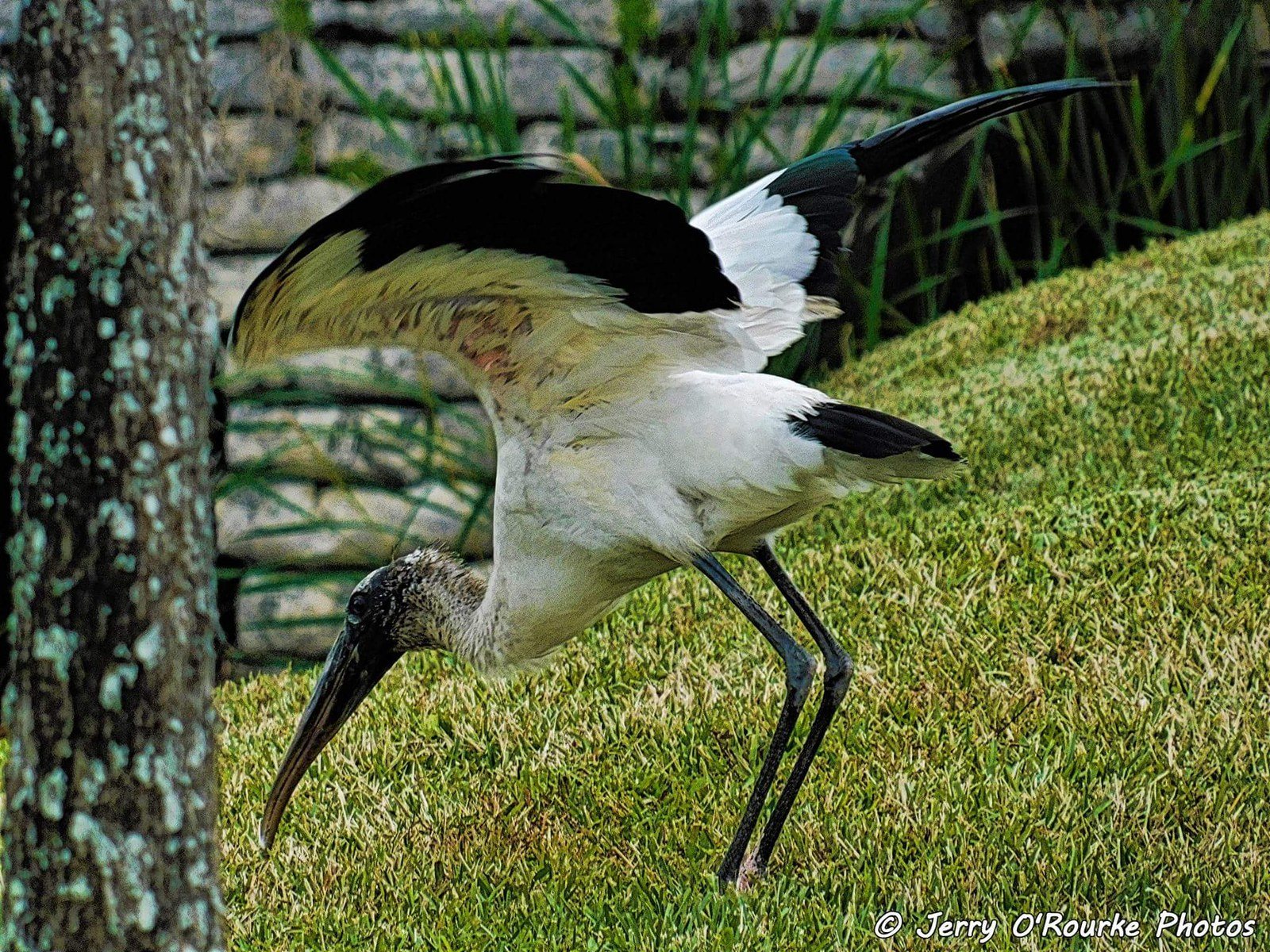A Morning Visitor In Vero Beach