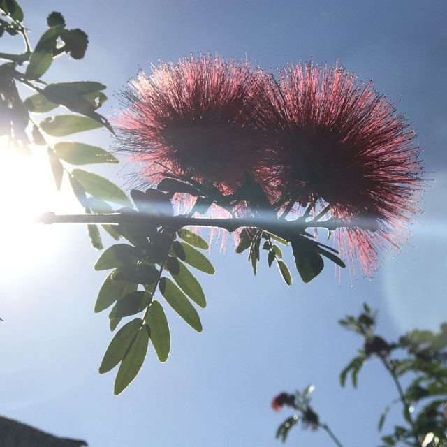 Sun Worshippers