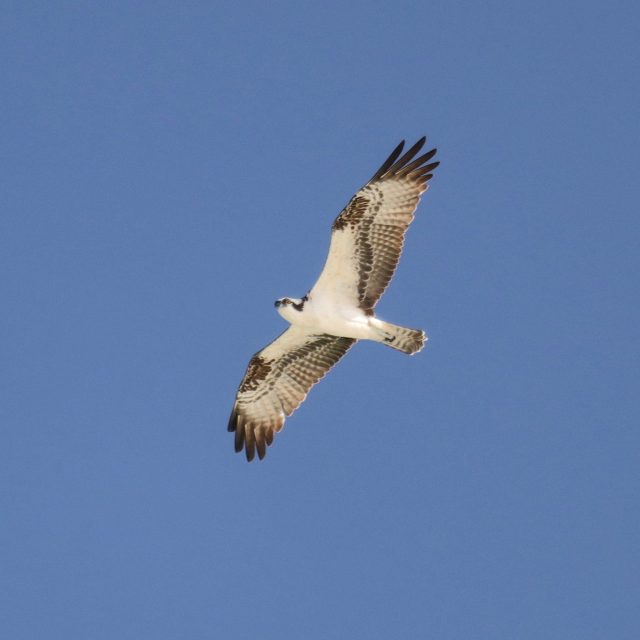 SOARING OSPREY