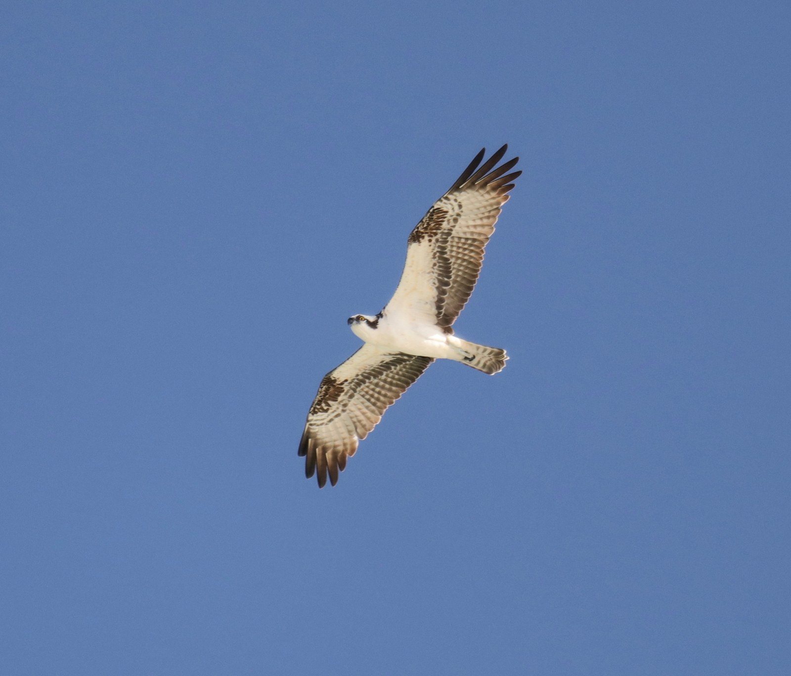 SOARING OSPREY