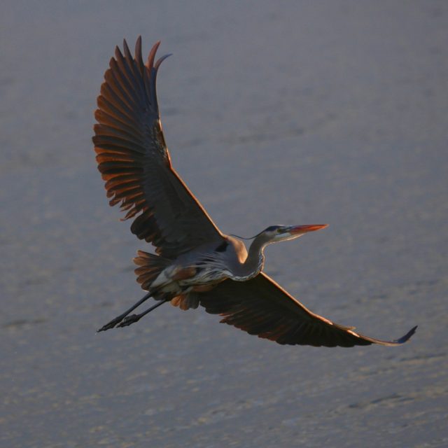SOARING HIGH