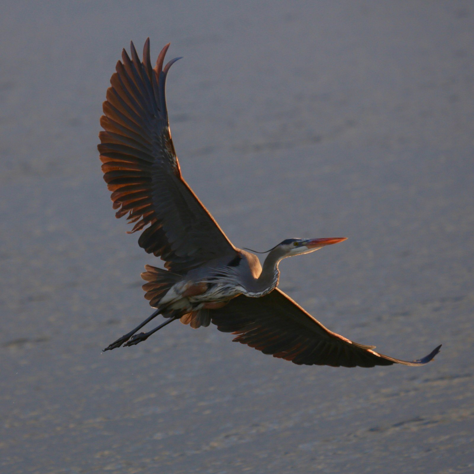 SOARING HIGH