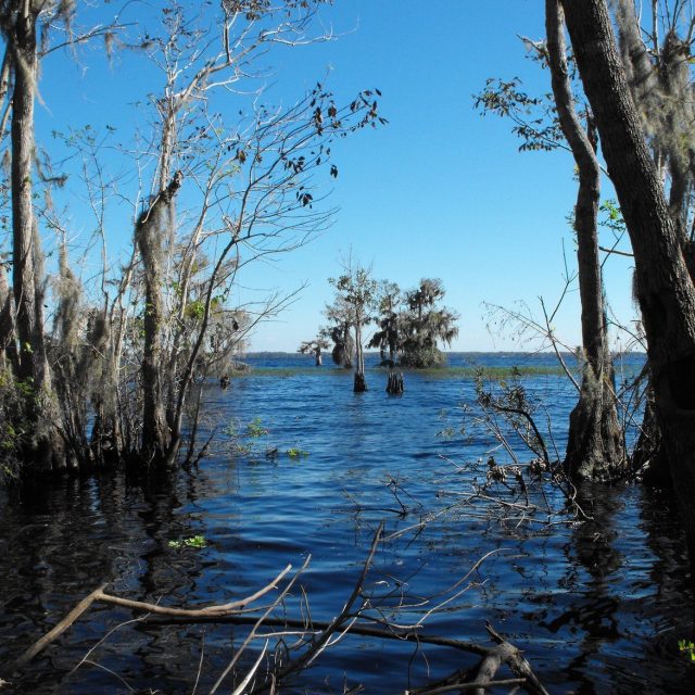 Shores Of Blue Cypress Lake