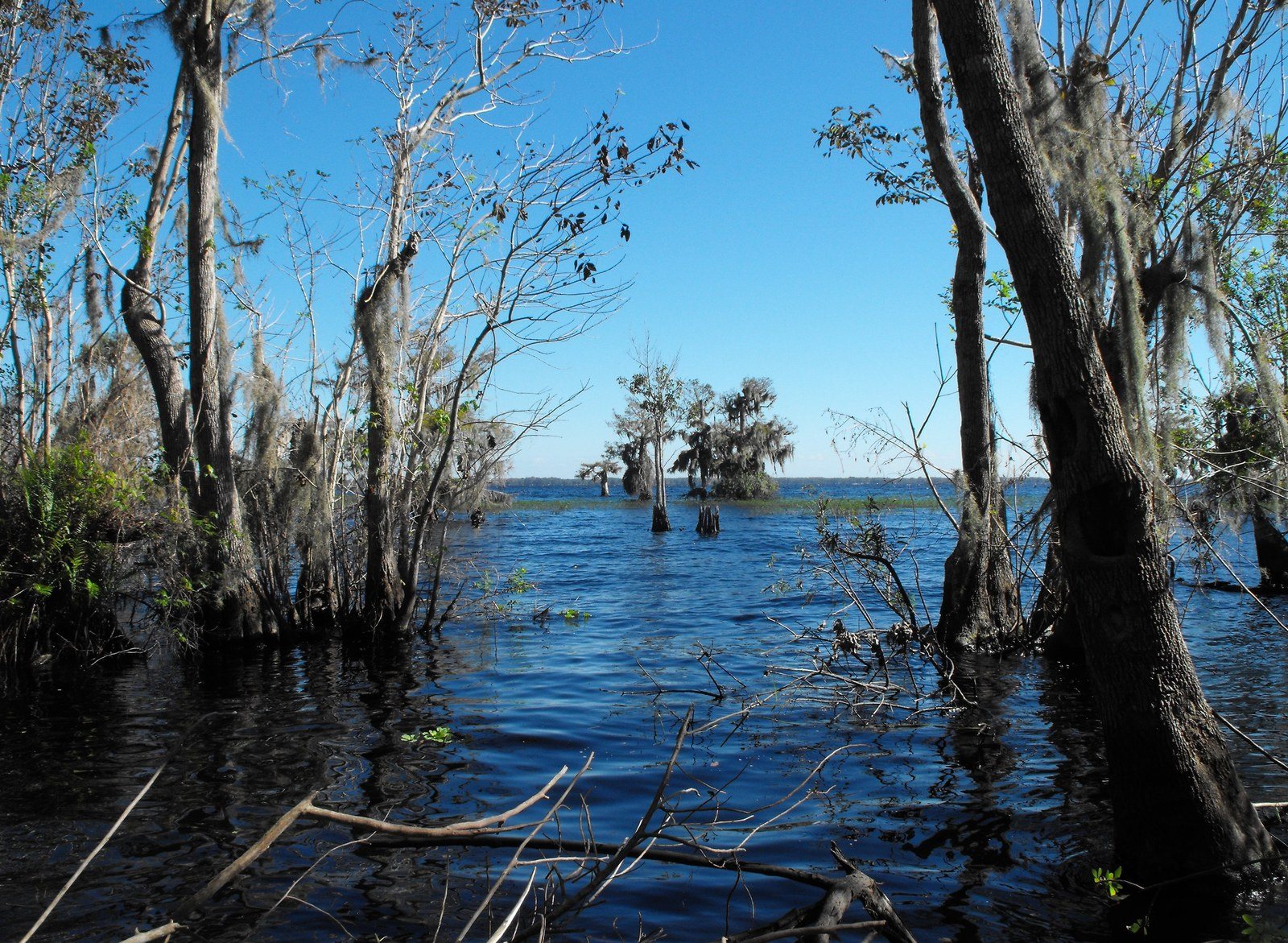 Shores Of Blue Cypress Lake