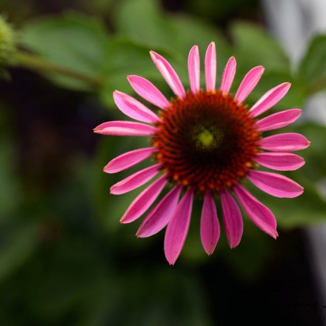 Cone Flower