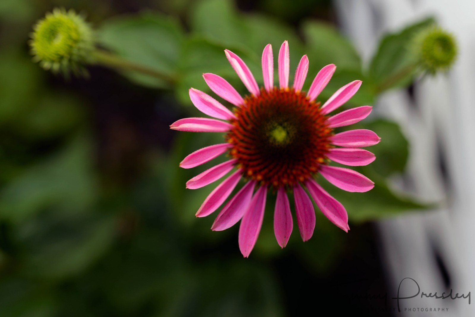 Cone Flower