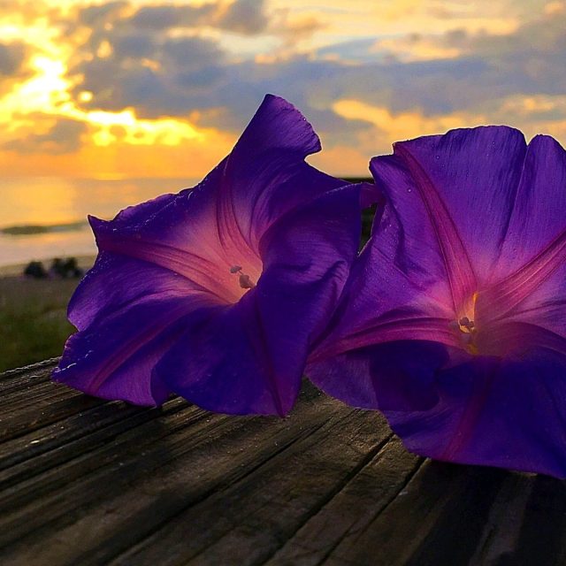 Purple Morning Glory Sunrise