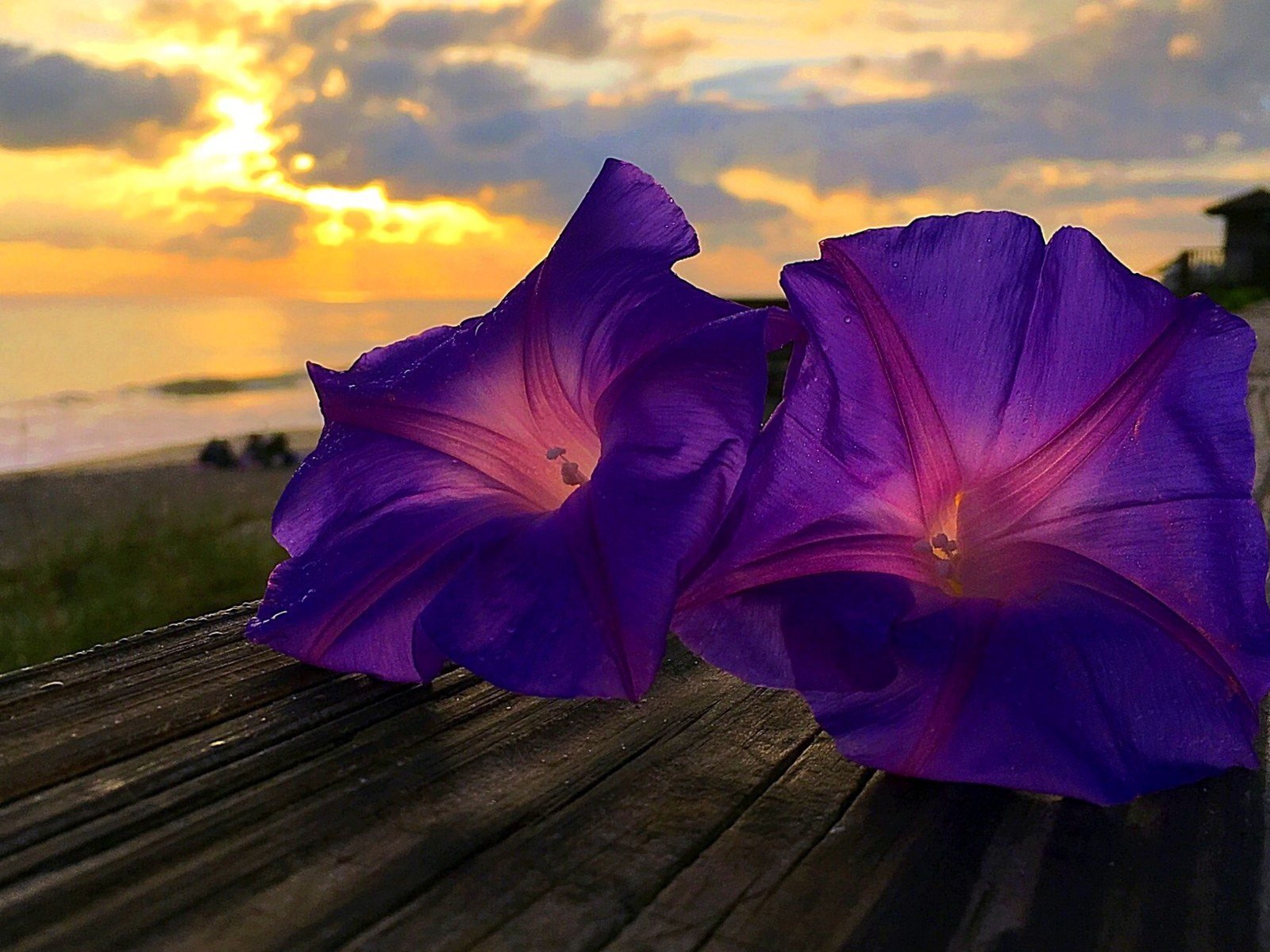 Purple Morning Glory Sunrise