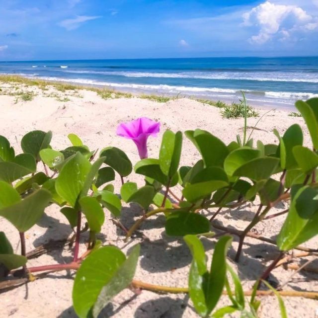 Vero Views
