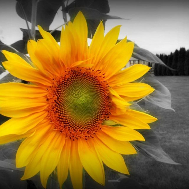 Reaching For The Sun