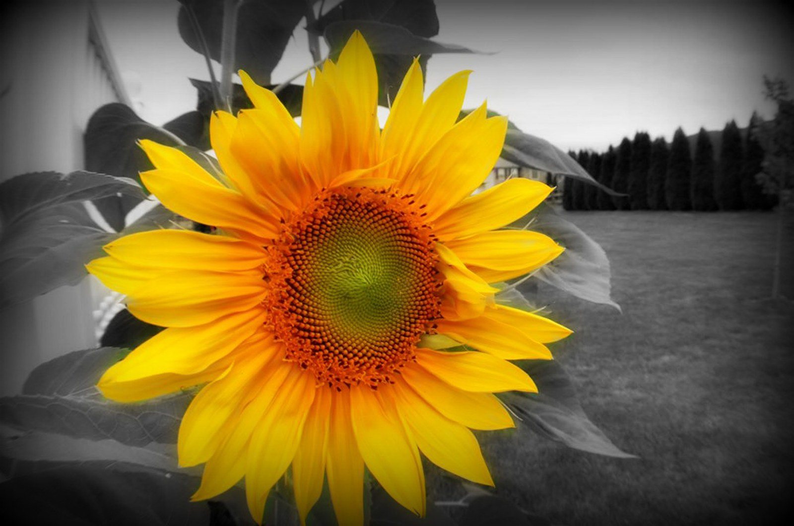 Reaching For The Sun
