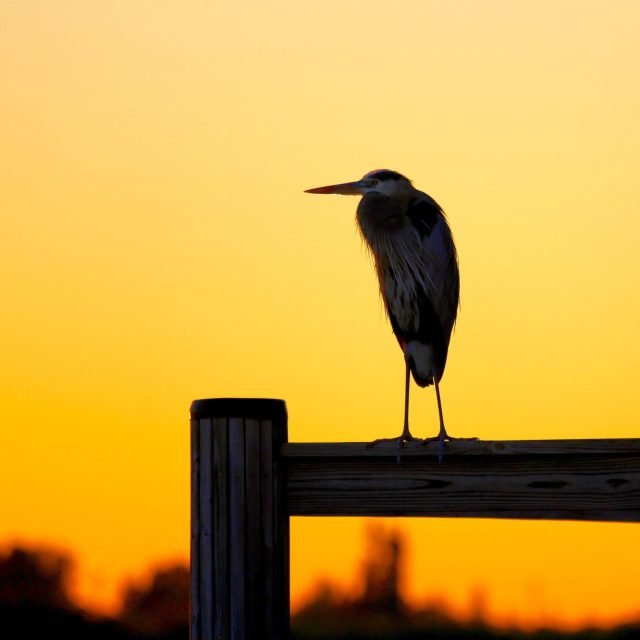 RIVER BIRD