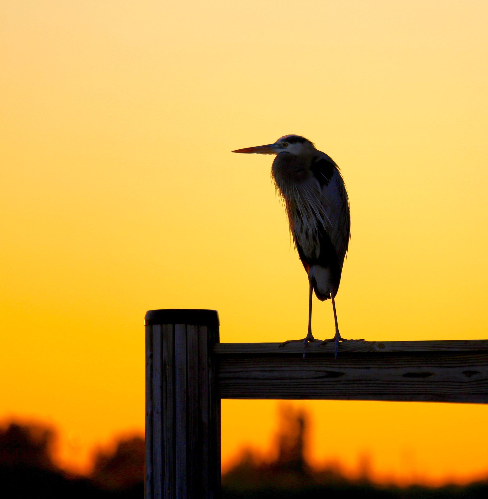 RIVER BIRD