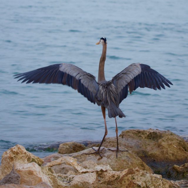 OUR BEAUTIFUL BIRDS!