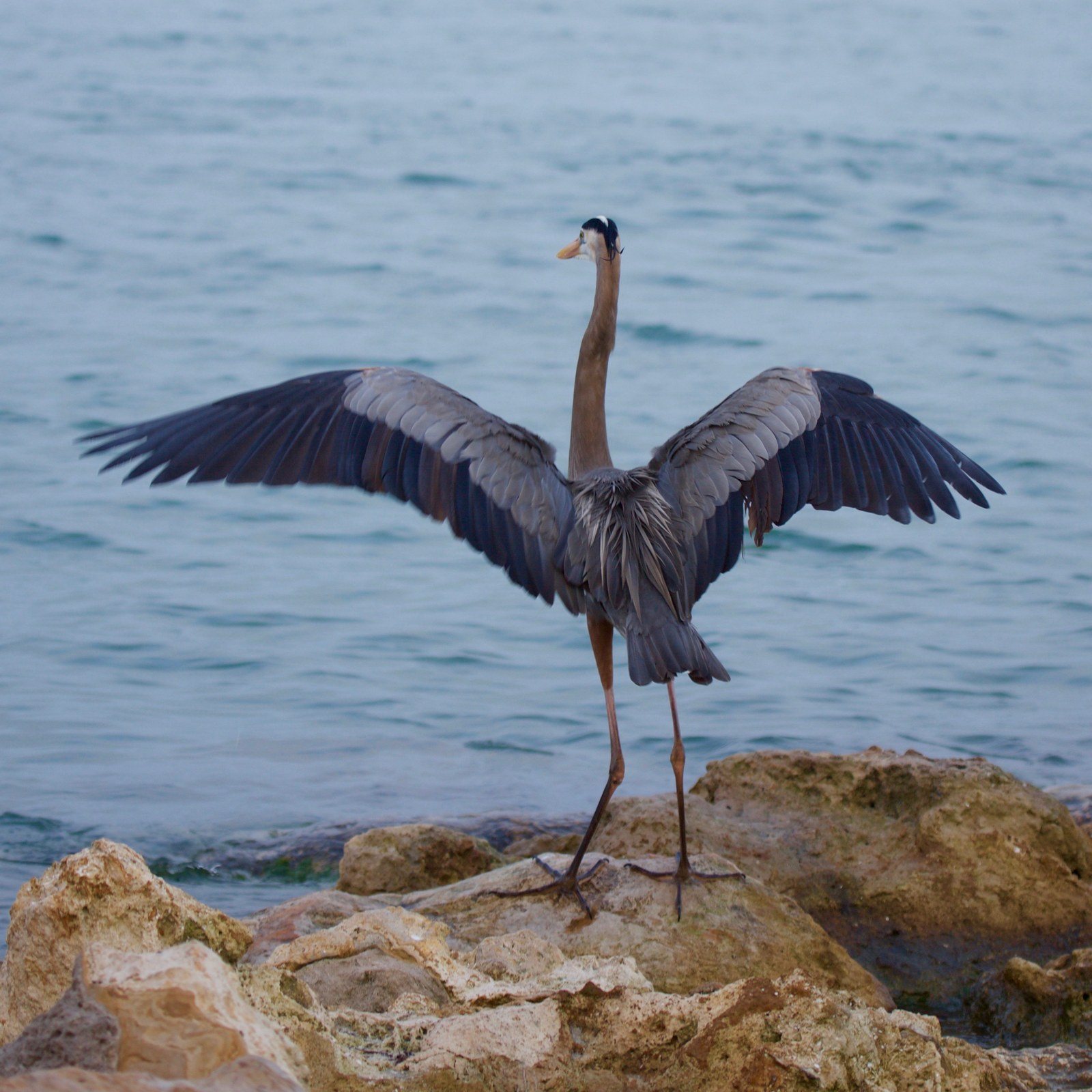 OUR BEAUTIFUL BIRDS!