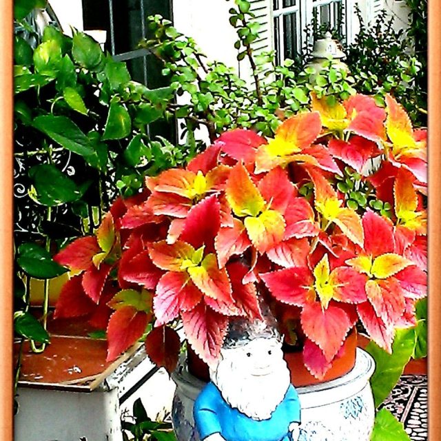 Coleus Hybrid