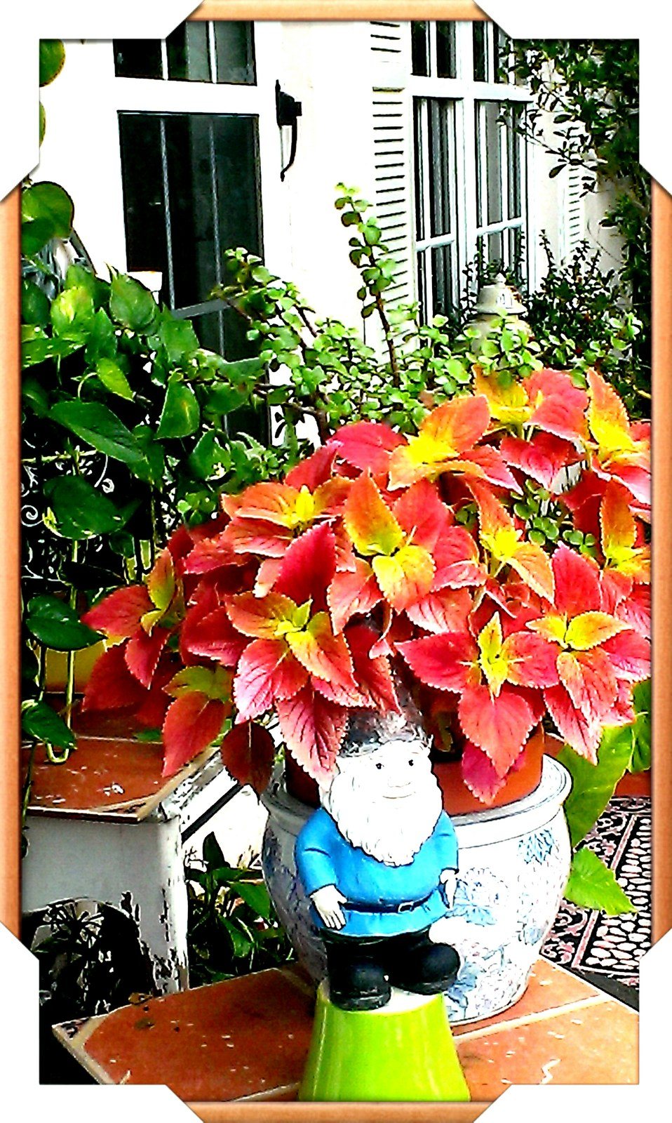 Coleus Hybrid