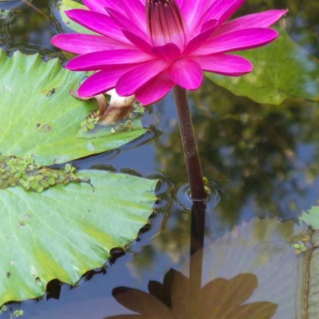 Water Lilly McGarden