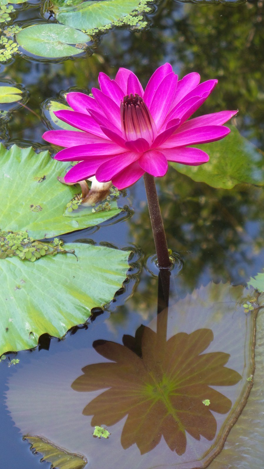 Water Lilly McGarden