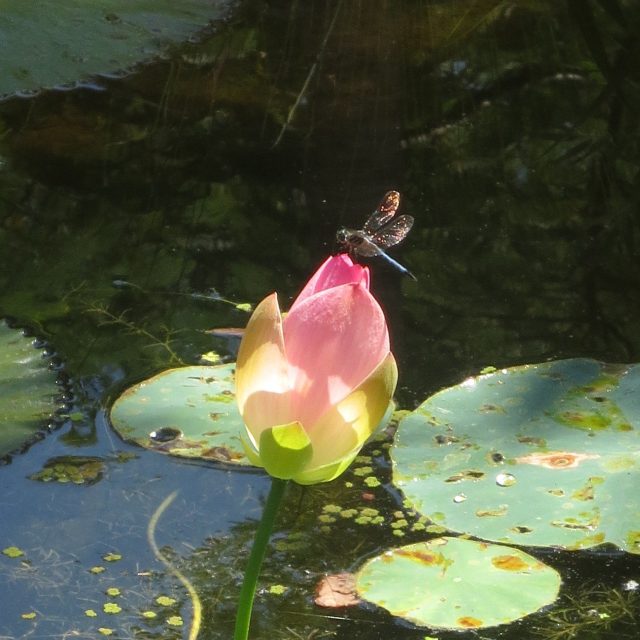 Lily & DragonFly