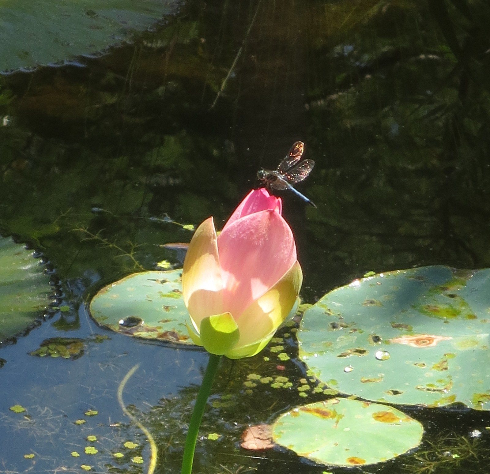 Lily & DragonFly