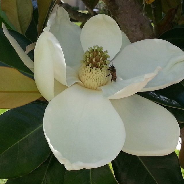 It Just Blooms