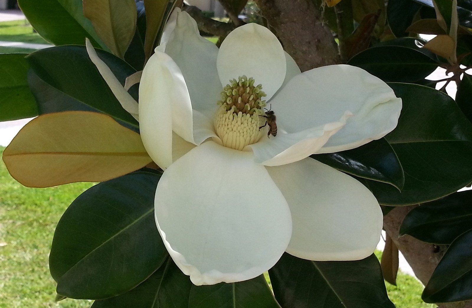 It Just Blooms