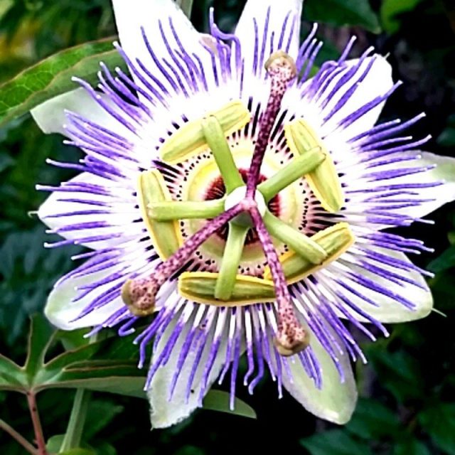 Passion Flower Dreaming
