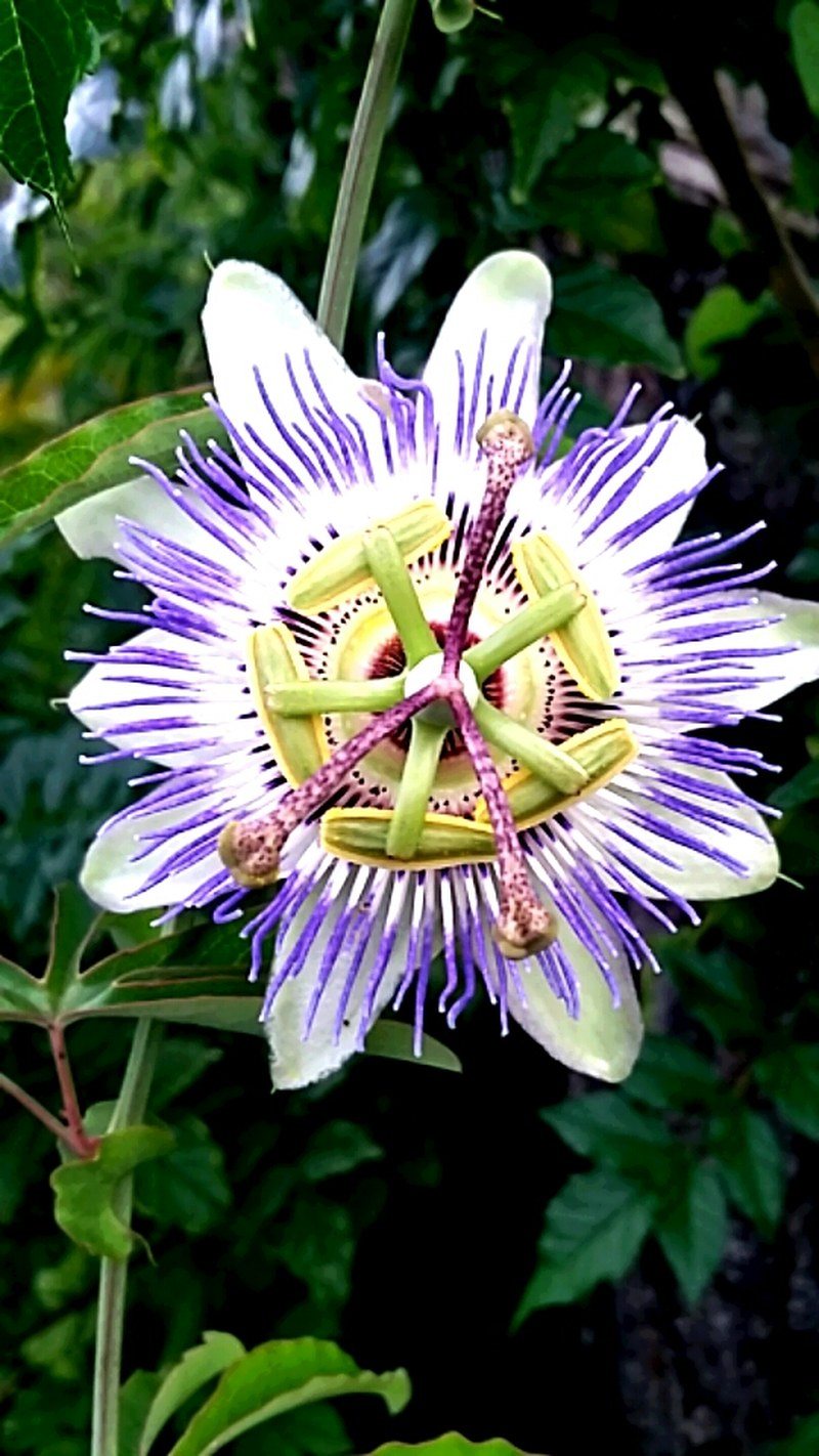 Passion Flower Dreaming